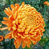 Chrysanthemum