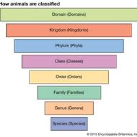 Taxonomy