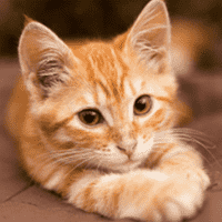 Orange Tabby Cat