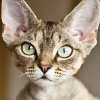 Devon Rex 