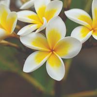 Frangipani