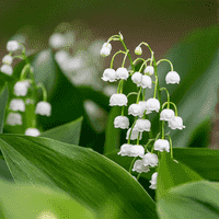 Lily of the Valley