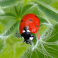 Ladybug