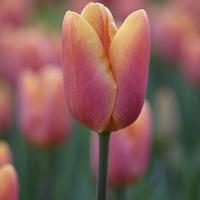 Pink Tulip