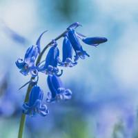 Bluebell