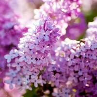 Purple Lilac