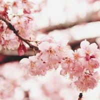 Cherry Blossom