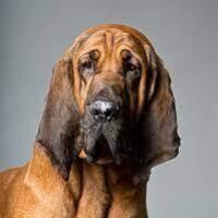 Bloodhound