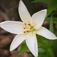 White Lily