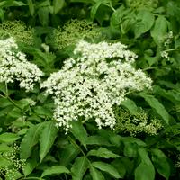 Elderberry