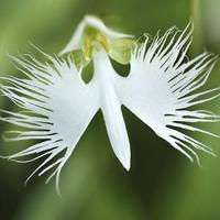 White Egret Orchid