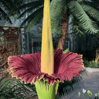 Corpse Flower (Titan Arum)