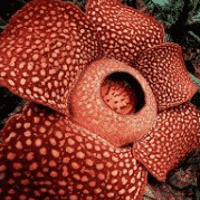 Corpse Flower (Rafflesia arnoldii)