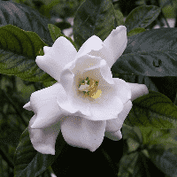 Gardenia