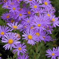 Aster