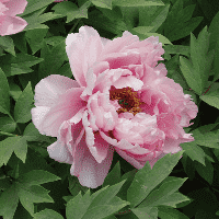 Peony