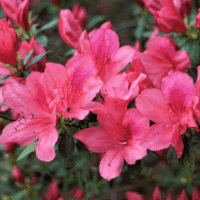 Azalea