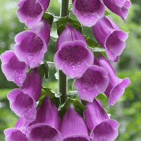 Foxglove