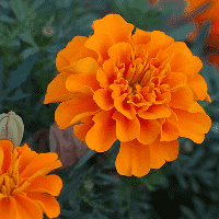 Marigold