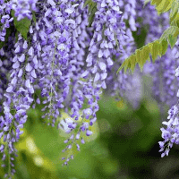 Wisteria