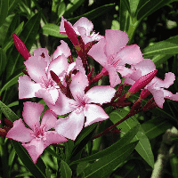 Oleander