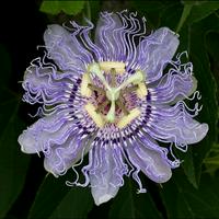 Passiflora (Passion flowers)