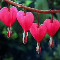 Bleeding Heart