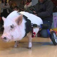 Chris P. Bacon