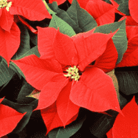 Poinsettia