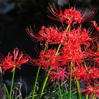 Red Spider Lily