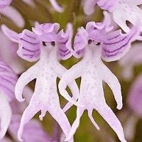 Naked Man Orchid