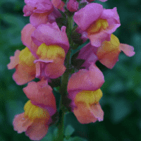 Snapdragon