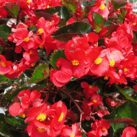 Begonia