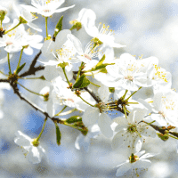 Apple Blossom