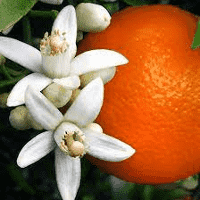 Orange Blossom