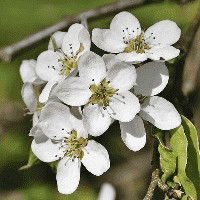 Pear Blossom