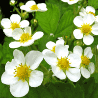 Strawberry Blossom