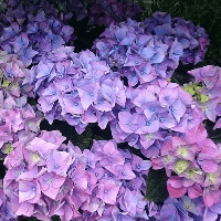 Hydrangea