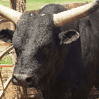 Bull (Cattle)