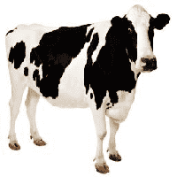 Cow (Cattle)