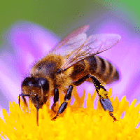 Bee