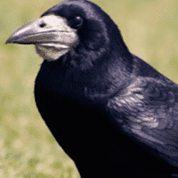 Rook