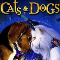 Cats & Dogs