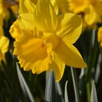 Daffodil