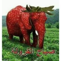 Arabic strawberry elephant