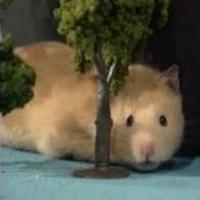 Harvey the Wonder Hamster