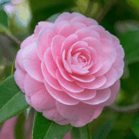 Camellia