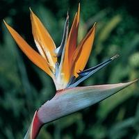 Bird of Paradise flower