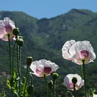 White Poppy