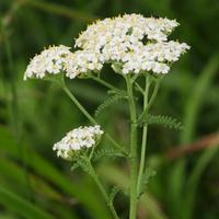 Yarrow